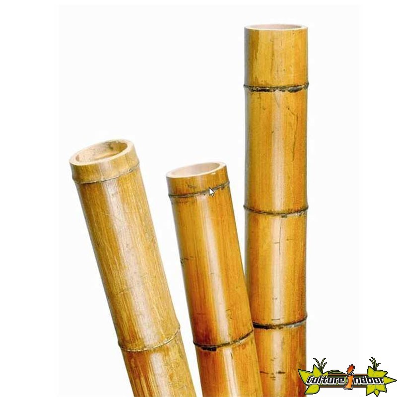 Nature Tige  bambou  naturel laqu  d coratif  40  50mm x 