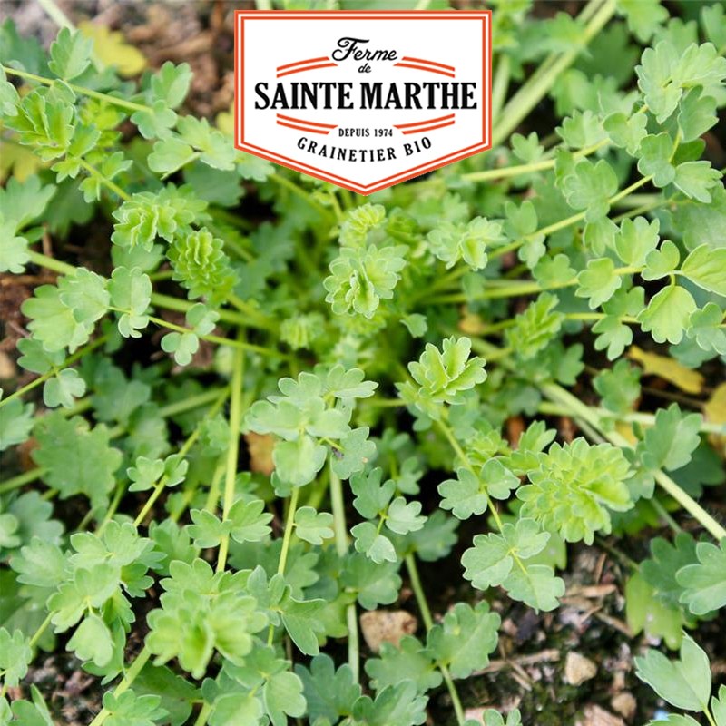 La ferme Sainte Marthe 250 graines Helichryse plante Curry