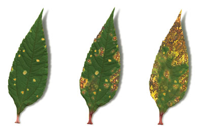 calcium-feuilles.jpg
