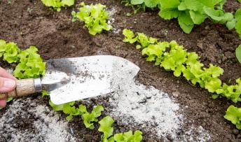 organic fertilizer advice