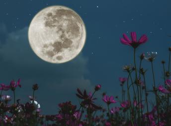 Calendrier lunaire cannabique 2023 - Aidez vos plantes!