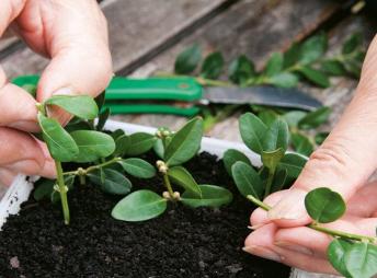 Conseil Hormone Bouturage